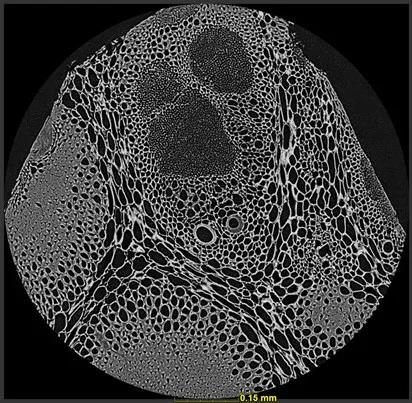 1596529506967741.jpg 植樹節(jié)11.jpg