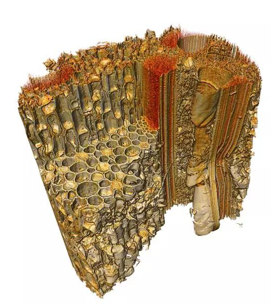 1596529605903925.png 植樹節(jié)牙簽.png