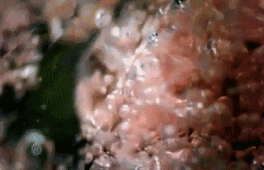 跳跳糖動圖-100 .gif