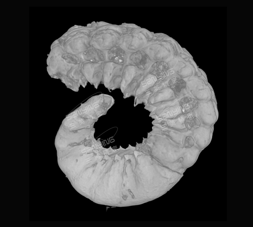 精衛(wèi)蟲(chóng)化石